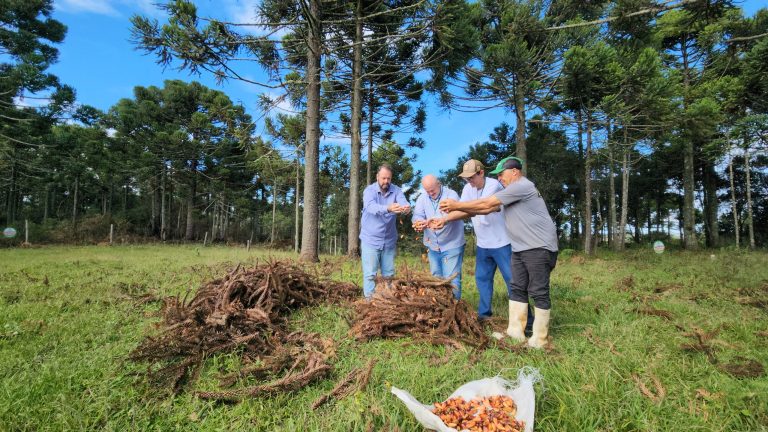 Temporada do Pinhão: safra menor e preço mais alto