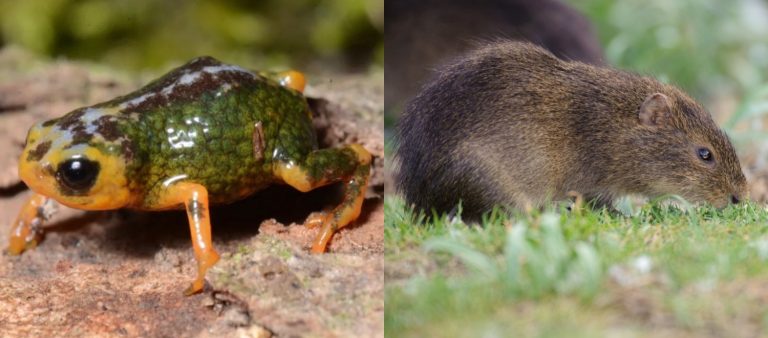 Biodiversidade insular: SC é refúgio do preá-de-moleques-do-sul e de nova descoberta na Serra do Tabuleiro